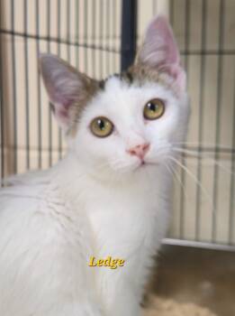 Rescue Domestic Short Hair Cats for Adoption in Cedar Rapids, Iowa - Ledge | PetCurious
