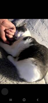 Rescue Domestic Short Hair Cats for Adoption in Springfield, Oregon - Charles | PetCurious