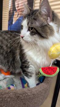 Tabby and Domestic Medium Hair Cats Available for Adoption - Frito | PetCurious