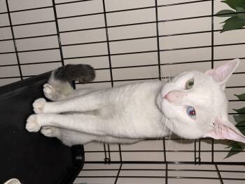 Snowball -  Domestic Short Hair Cat for Adoption in South Pasadena, California - Snowball | PetCurious