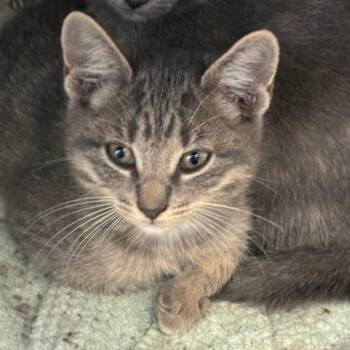 Zombie -  Domestic Short Hair Cat for Adoption in San Antonio, Texas - Zombie | PetCurious