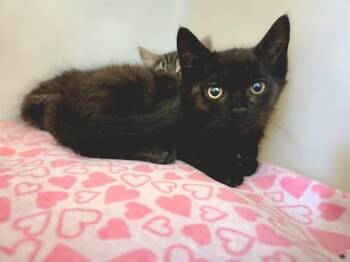 MINNIE -  Domestic Medium Hair Cat for Adoption in Salinas, California - MINNIE | PetCurious