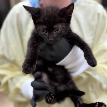 Domestic Short Hair Cats Available for Adoption in Winston-salem, North Carolina - Calliope(lime) | PetCurious