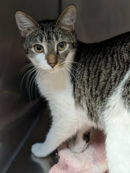 Domestic Short Hair Cats Available for Adoption - Parsnip | PetCurious