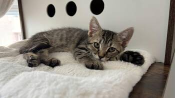 Rescue Domestic Short Hair Cats for Adoption in Houston, Texas - Jaro | PetCurious