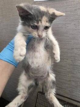 SYMPHONY -  Domestic Short Hair Cat for Adoption in San Antonio, Texas - SYMPHONY | PetCurious