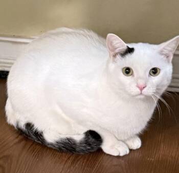 Domestic Short Hair Cats Available for Adoption - Sylvester | PetCurious