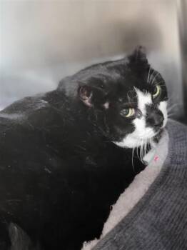 Domestic Short Hair Cats Available for Adoption in Largo, Florida - Oreo | PetCurious