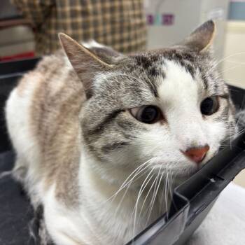 Jinx -  Domestic Short Hair Cat for Adoption in Murray, Utah - Jinx | PetCurious