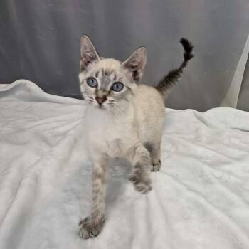 Teeny -  Siamese Cat for Adoption in Foley, Alabama - Teeny | PetCurious