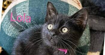 LOLA -  Domestic Medium Hair Cat for Adoption in Mooresville, North Carolina - LOLA | PetCurious