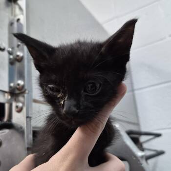 Dunn -  Domestic Short Hair Cat for Adoption in Ardmore, Oklahoma - Dunn | PetCurious