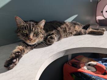 Rescue Domestic Short Hair and Tiger Cats for Adoption - Bibizan | PetCurious