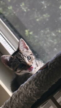 Rescue Domestic Short Hair and Tabby Cats for Adoption in Rosenberg, Texas - Chunk | PetCurious