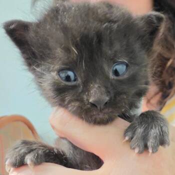 Hyacinth -  Domestic Medium Hair Cat for Adoption in Leander, Texas - Hyacinth | PetCurious