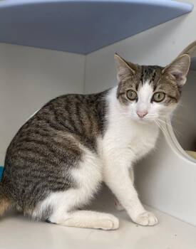 Rescue Domestic Short Hair Cats for Adoption in Elizabethtown, New York - Callie | PetCurious