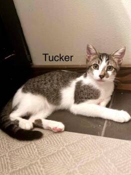 Rescue Domestic Short Hair Cats for Adoption in Burnaby, British Columbia - Tucker | PetCurious
