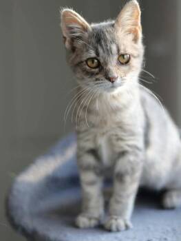 Thistle -  Domestic Short Hair Cat for Adoption in Lewisburg, Tennessee - Thistle | PetCurious