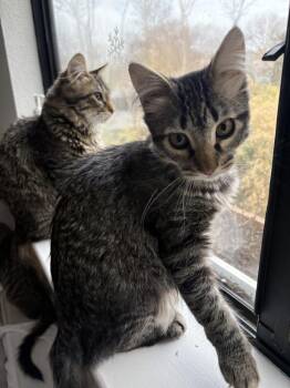 Domestic Medium Hair and Tabby Cats Available for Adoption - Altair | PetCurious