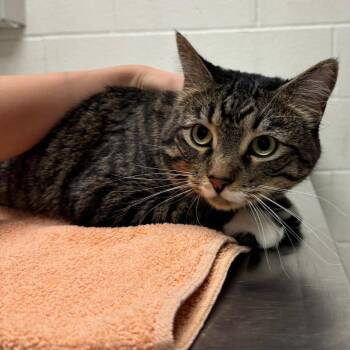 Doja -  Domestic Short Hair Cat for Adoption in Murray, Utah - Doja | PetCurious
