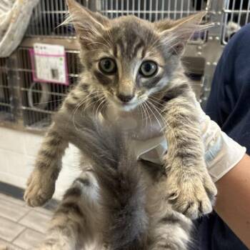 BENGIE CHAMOIS -  Domestic Long Hair Cat for Adoption in Pensacola, Florida - BENGIE CHAMOIS | PetCurious