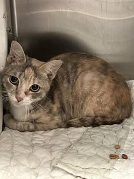 BEBE -  Domestic Short Hair Cat for Adoption in Dallas, Texas - BEBE | PetCurious