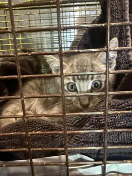Domestic Short Hair Cats Available for Adoption in San Antonio, Texas - CRAIG | PetCurious
