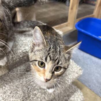 Mango -  Domestic Short Hair Cat for Adoption in Faribault, Minnesota - Mango | PetCurious