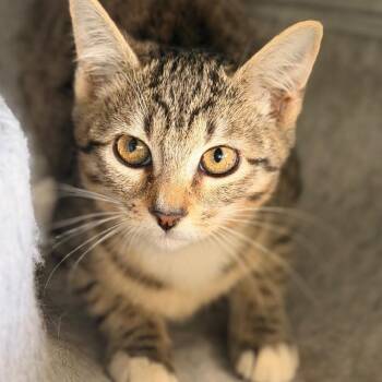 Agnes -  Domestic Short Hair Cat for Adoption in Gainesville, Florida - Agnes | PetCurious
