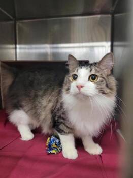 Domestic Long Hair and Domestic Short Hair Cats Available for Adoption in Largo, Florida - Sid | PetCurious