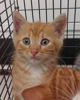 Domestic Short Hair Cats Available for Adoption in Fort Lauderdale, Florida - OPHILIA | PetCurious