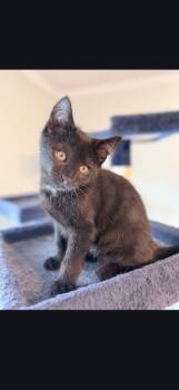 Domestic Short Hair Cats Available for Adoption - Laszlo | PetCurious