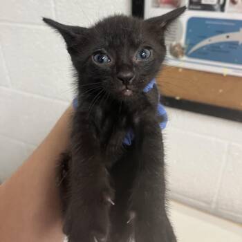 Domestic Short Hair Cats Available for Adoption in Edinburg, Texas - Banjo | PetCurious