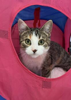 Rescue Domestic Short Hair Cats for Adoption in Buffalo, Minnesota - Ariel | PetCurious