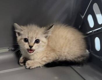 Kc3 -  Domestic Short Hair Cat for Adoption in Lawrenceville, Georgia - Kc3 | PetCurious
