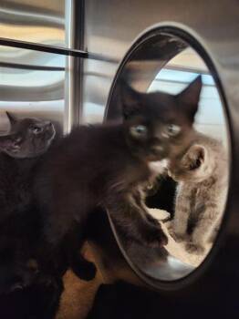 Domestic Short Hair Cats Available for Adoption in Sacramento, California - VIOLET | PetCurious