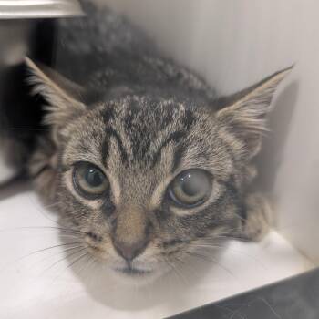 Domestic Short Hair Cats Available for Adoption in Winston-salem, North Carolina - Penelope | PetCurious