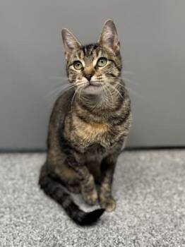 Rescue Domestic Short Hair and Tabby Cats for Adoption in Orland Hills, Illinois - Penny | PetCurious