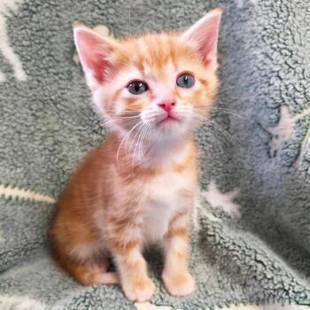 Clydesdale -  Domestic Short Hair Cat Available for Adoption in Mt. Juliet, Tennessee - Clydesdale | PetCurious