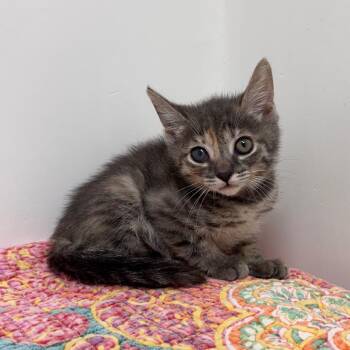 Belladonna -  Domestic Short Hair Cat for Adoption in Lakewood, California - Belladonna | PetCurious