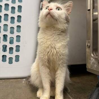 Arthur -  Domestic Medium Hair Cat for Adoption in Falls Church, Virginia - Arthur | PetCurious