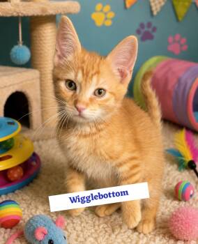 Wigglebottom -  Tabby Cat for Adoption in Saginaw, Michigan - Wigglebottom | PetCurious