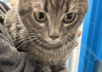 Cinder -  Domestic Short Hair Cat for Adoption in Golden, Colorado - Cinder | PetCurious
