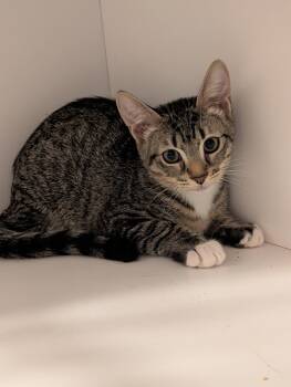 Peter -  Domestic Short Hair Cat for Adoption in Pompano Beach, Florida - Peter | PetCurious