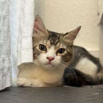 Tabby and Domestic Short Hair Cats Available for Adoption in Friendswood, Texas - Munchkin Boon | PetCurious