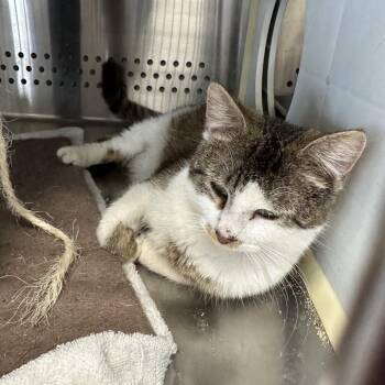 Domestic Short Hair Cats Available for Adoption in Pittsburg, Kansas - Monty | PetCurious