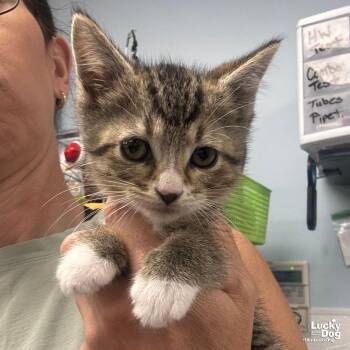 Domestic Short Hair Cats Available for Adoption in Washington, District Of Columbia - Hedwig | PetCurious
