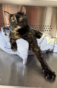 Rescue Domestic Short Hair Cats for Adoption in Fort Lupton, Colorado - Darleene NM | PetCurious