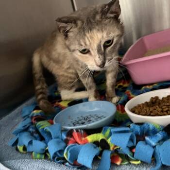 Arwen -  Domestic Short Hair Cat Available for Adoption in Jupiter, Florida - Arwen | PetCurious