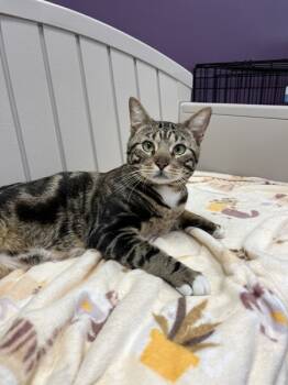 Rescue Domestic Short Hair Cats for Adoption in Oakland, New Jersey - Bobby | PetCurious